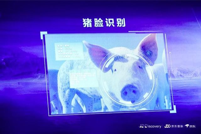 京東宣布要進軍養(yǎng)豬業(yè),還推出了“豬臉識別”